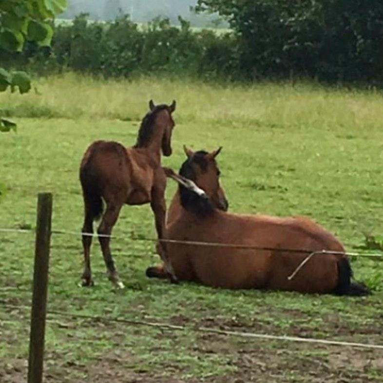 Dansk Varmblod Grace P - Grace som Føl billede 1