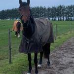 Dansk Varmblod Grace P - Grace P billede 4