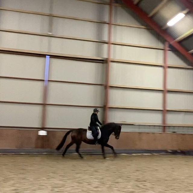 Dansk Varmblod Grace P - Første galop billede 5