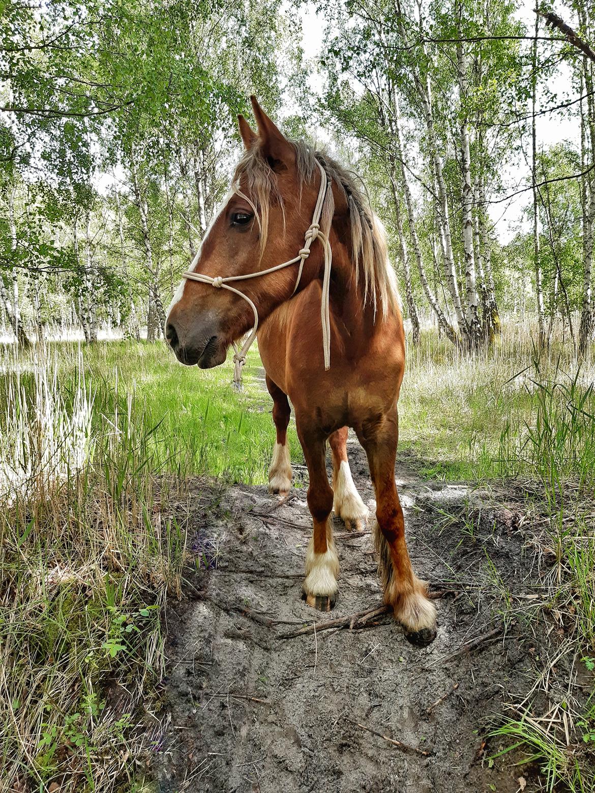 Anden særlig race Andy's Girl  billede 1