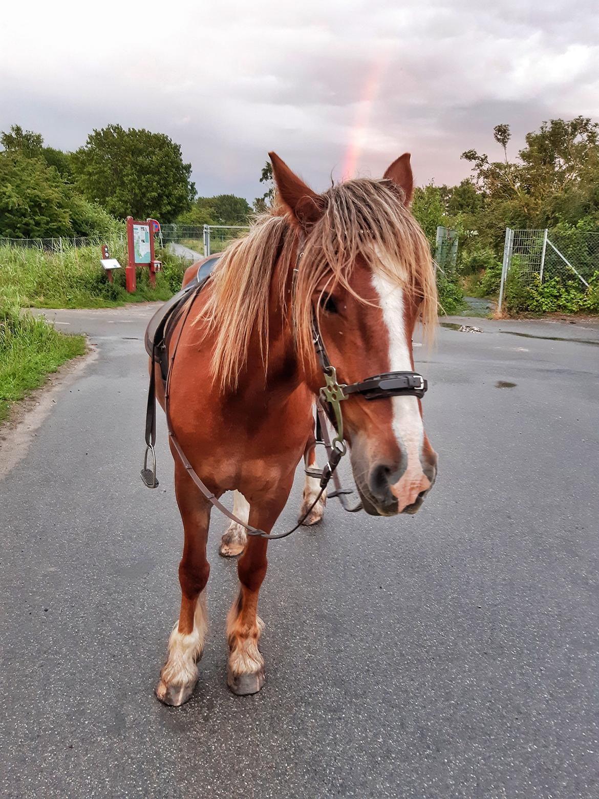Anden særlig race Andy's Girl  billede 2