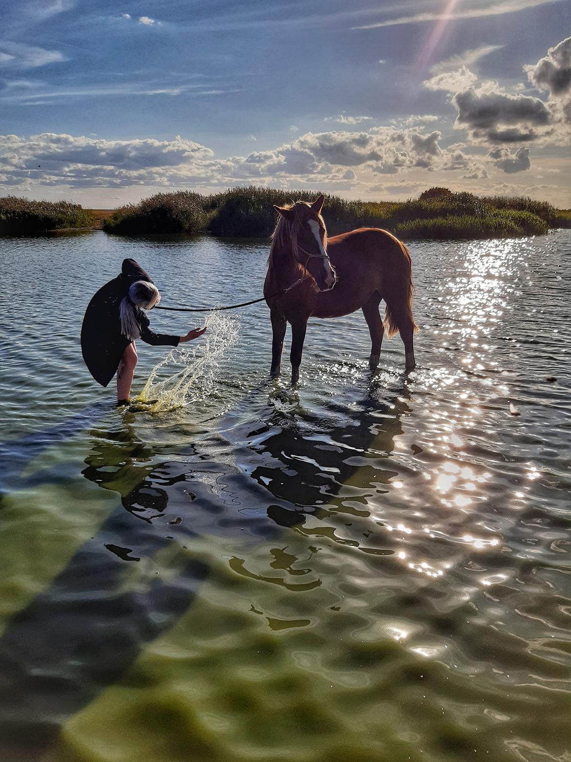 Anden særlig race Andy's Girl  billede 4