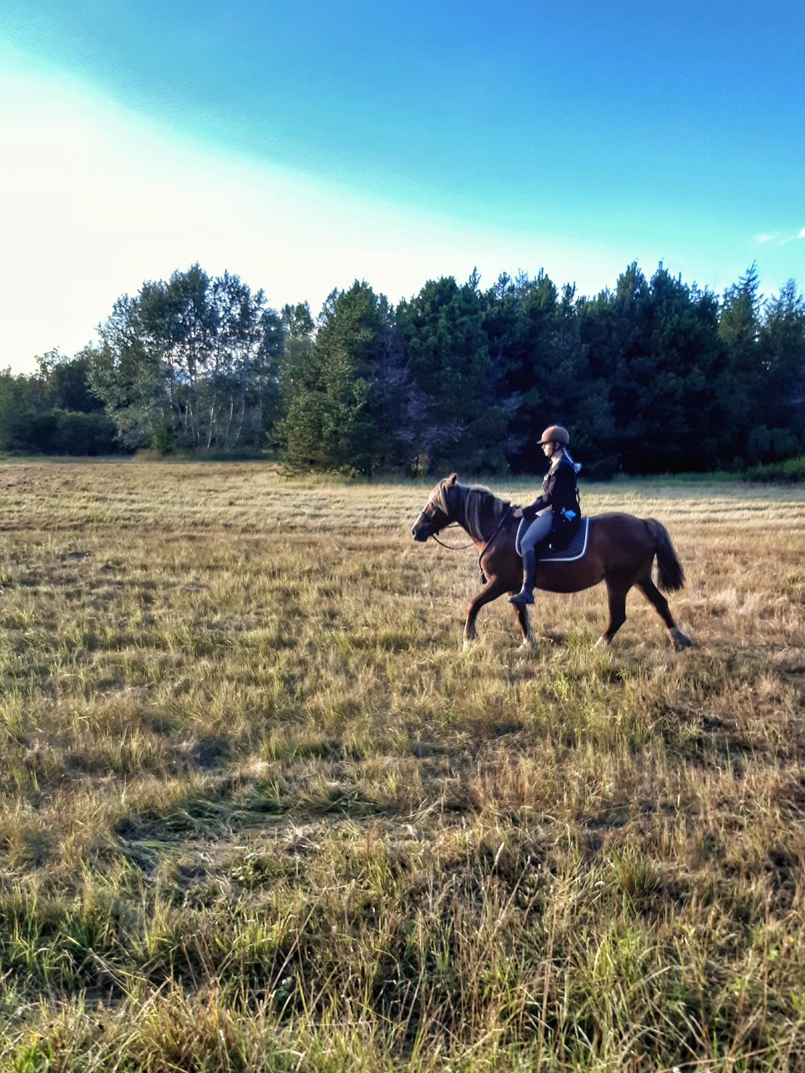 Anden særlig race Andy's Girl  billede 6