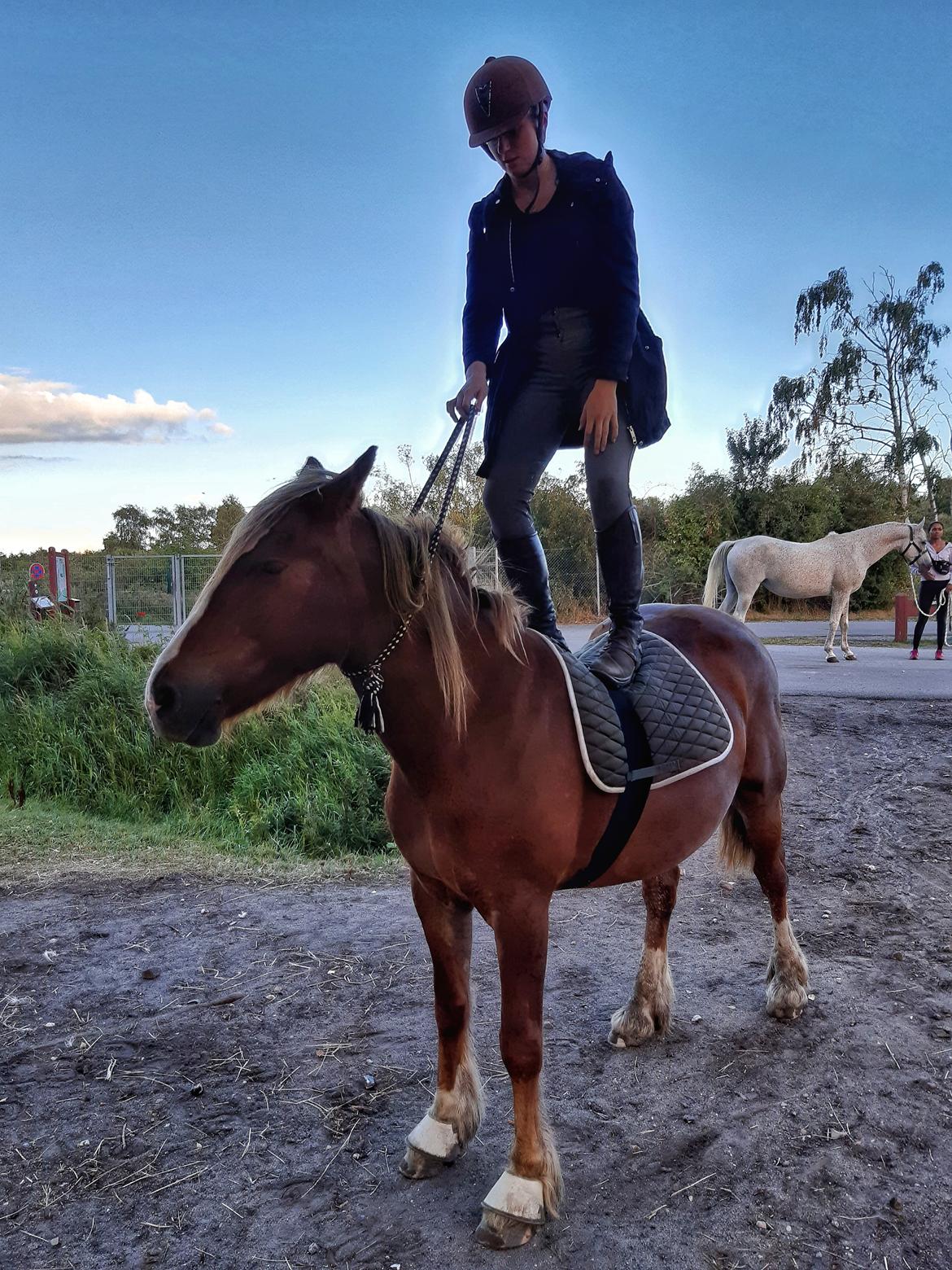 Anden særlig race Andy's Girl  billede 8