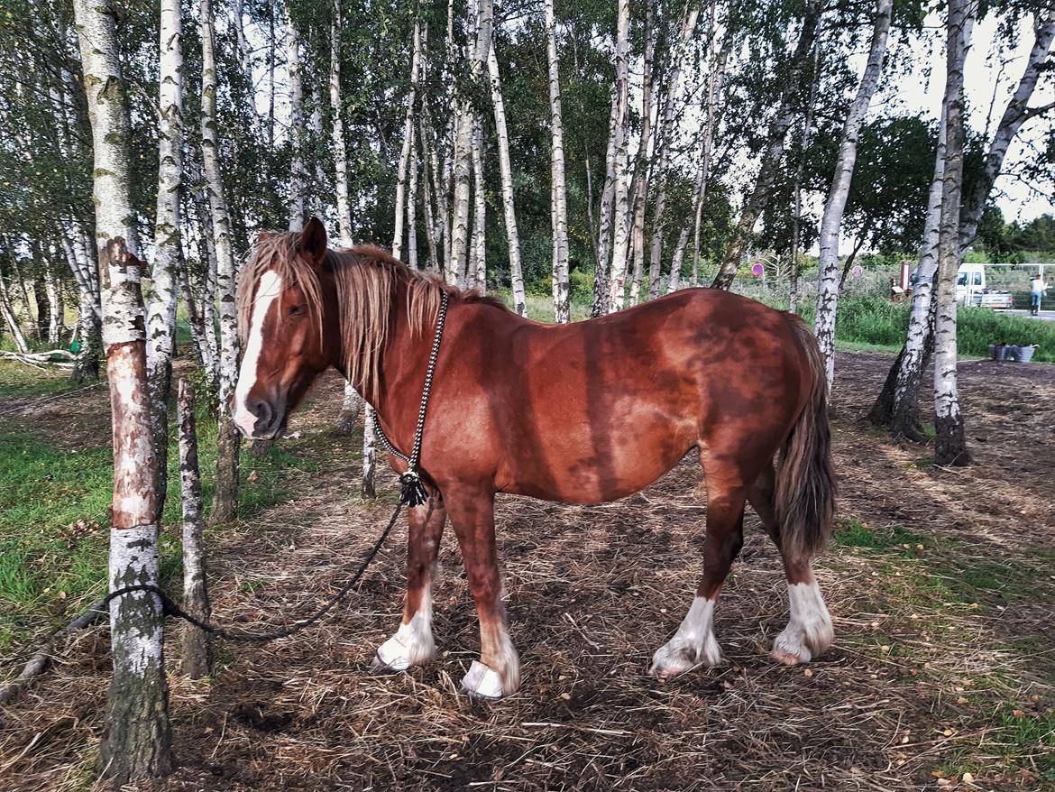 Anden særlig race Andy's Girl  billede 9