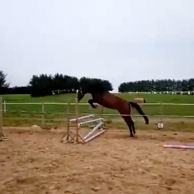 Dansk Varmblod Grace P - Stjerne billede 6