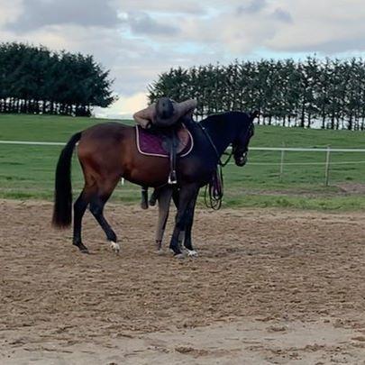 Dansk Varmblod Grace P - Første gang med "rytter på" billede 7