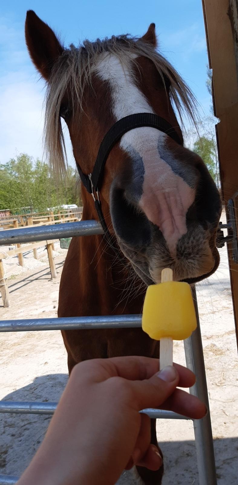 Anden særlig race Andy's Girl  billede 11