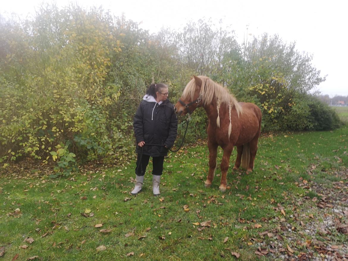 Islænder Náttsól Ninja Nyx billede 40