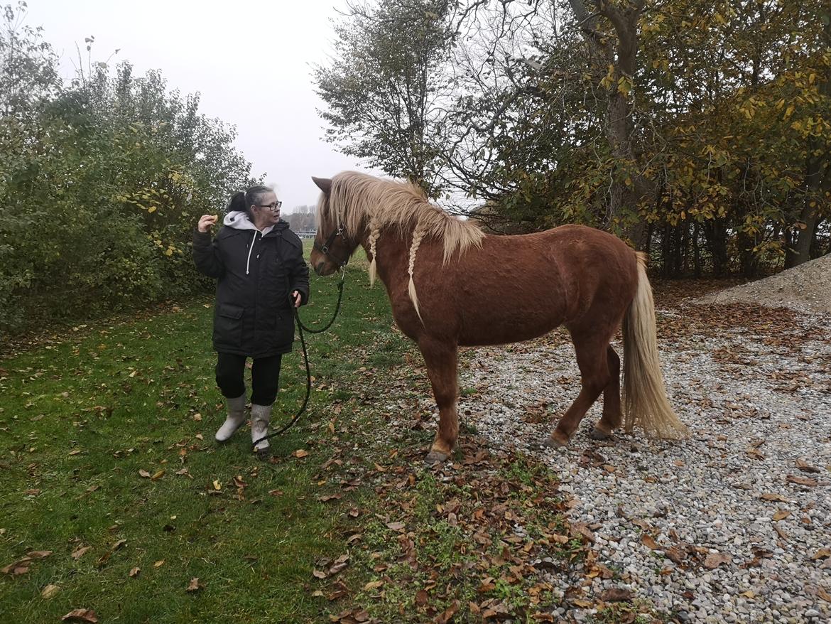 Islænder Náttsól Ninja Nyx billede 38