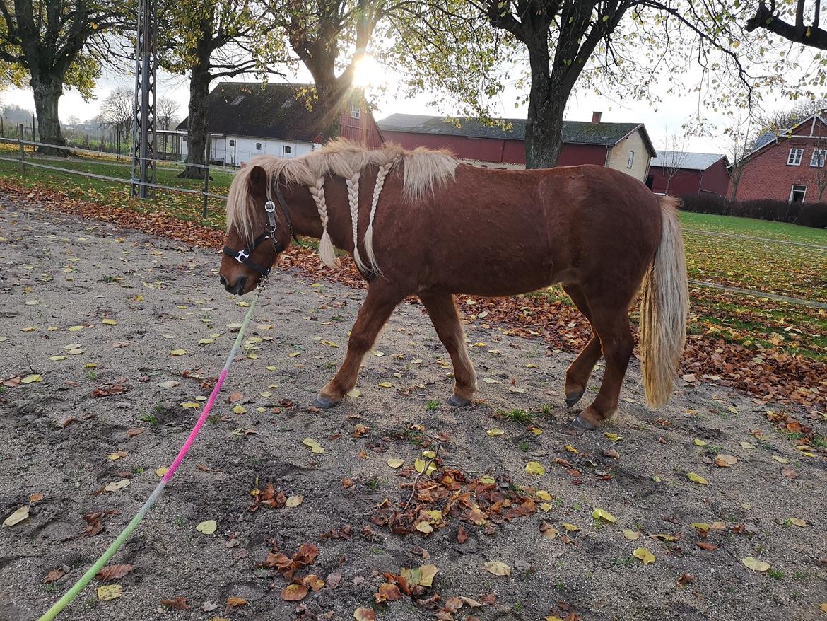 Islænder Náttsól Ninja Nyx billede 36