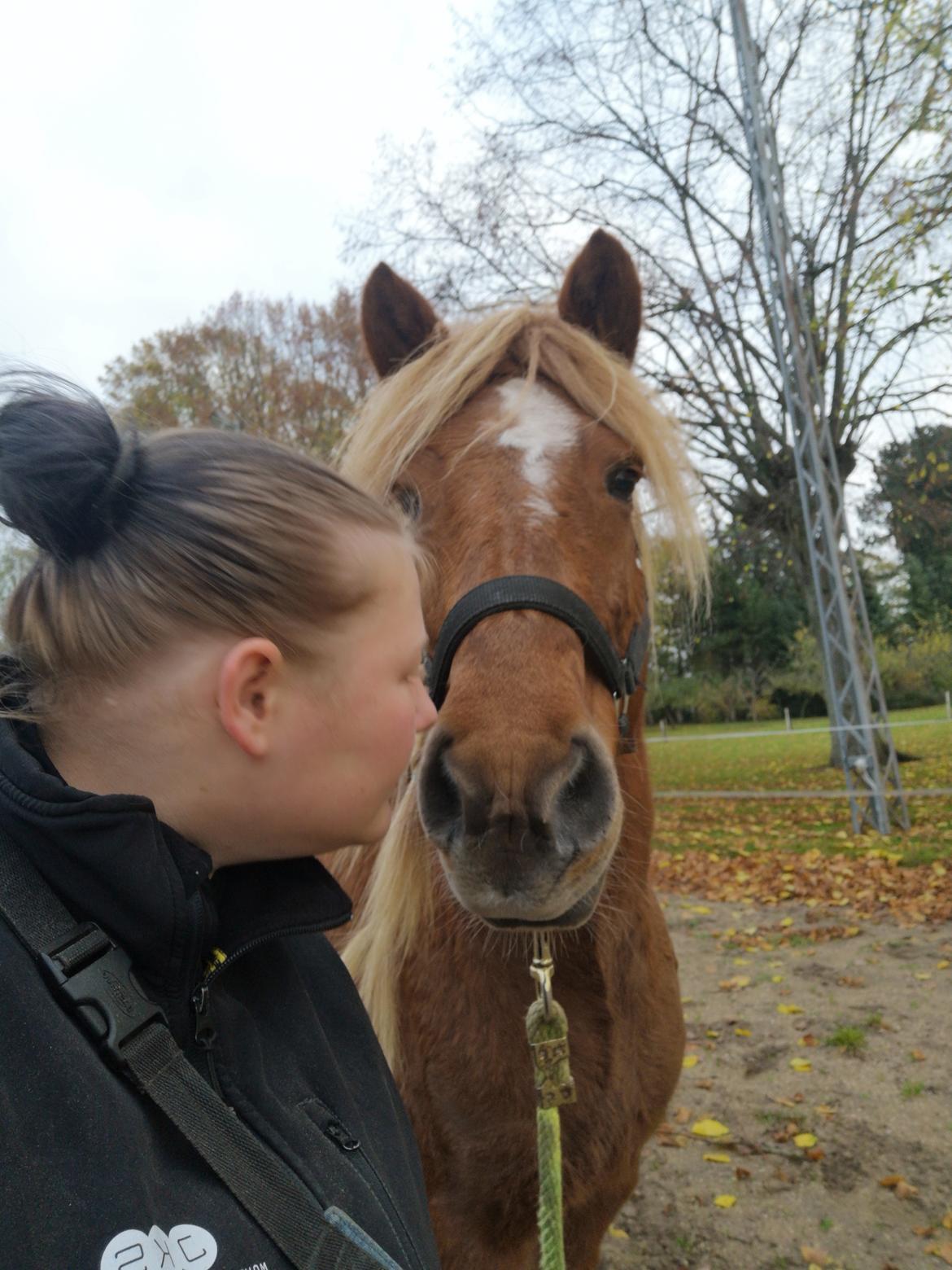 Islænder Náttsól Ninja Nyx billede 34