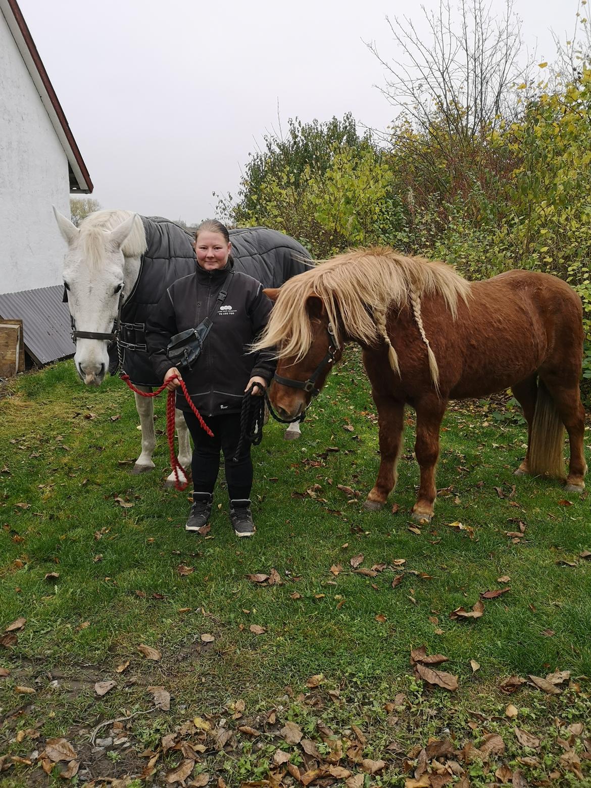 Islænder Náttsól Ninja Nyx billede 9