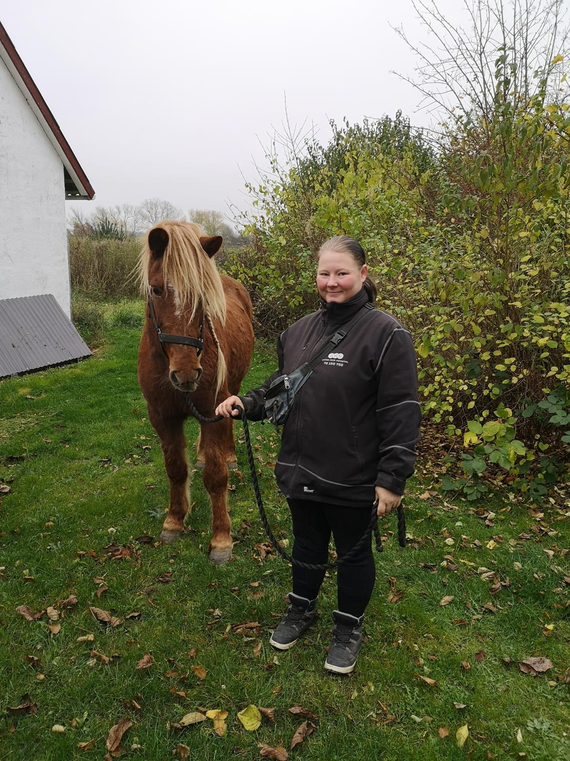 Islænder Náttsól Ninja Nyx billede 8