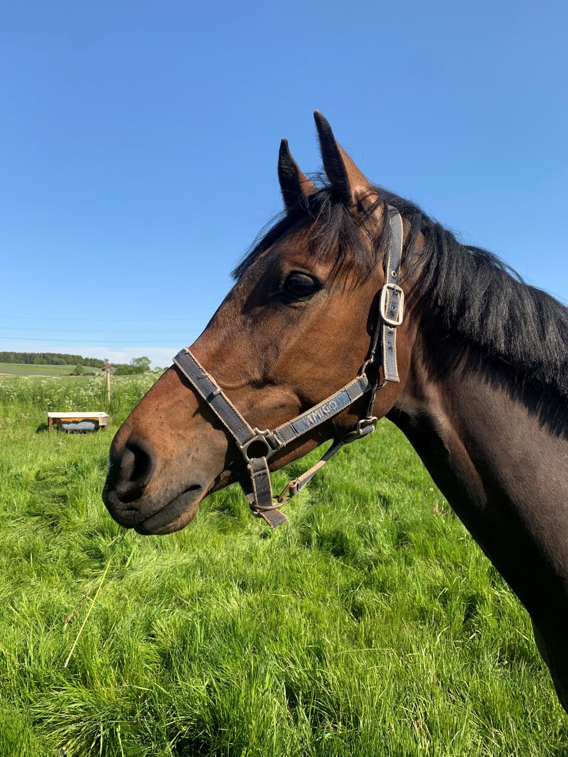 Dansk Varmblod Grace P - Første dag med hende billede 9