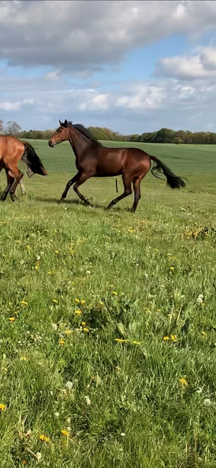 Dansk Varmblod Grace P - Fra da vi var ude og se hende billede 10