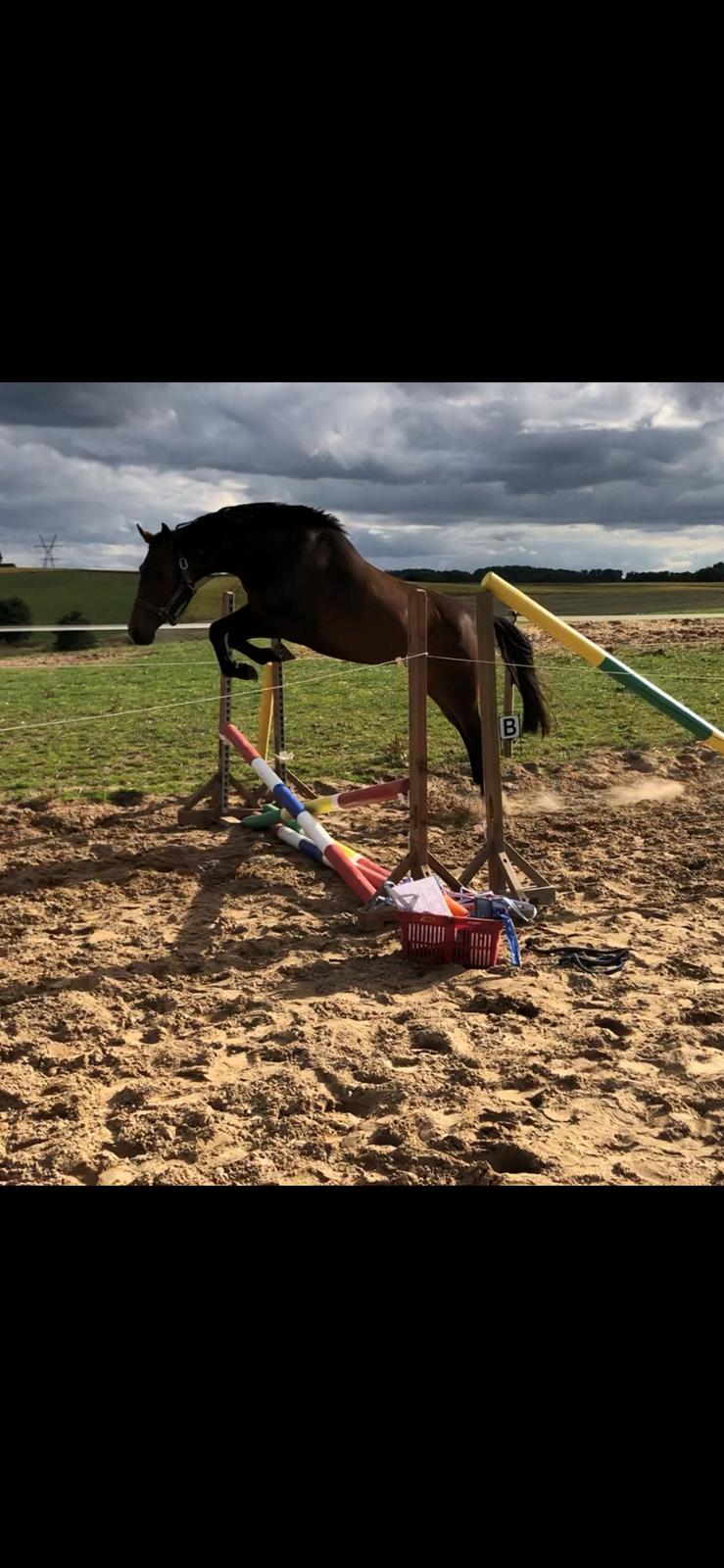 Dansk Varmblod Grace P - Løsspringning billede 11