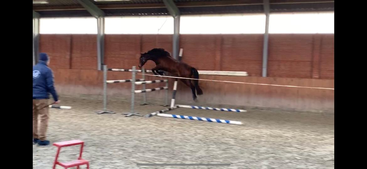 Dansk Varmblod Grace P - Fra avleren billede 12