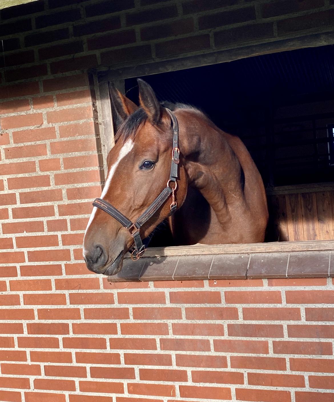 Dansk Varmblod Wibella  billede 1