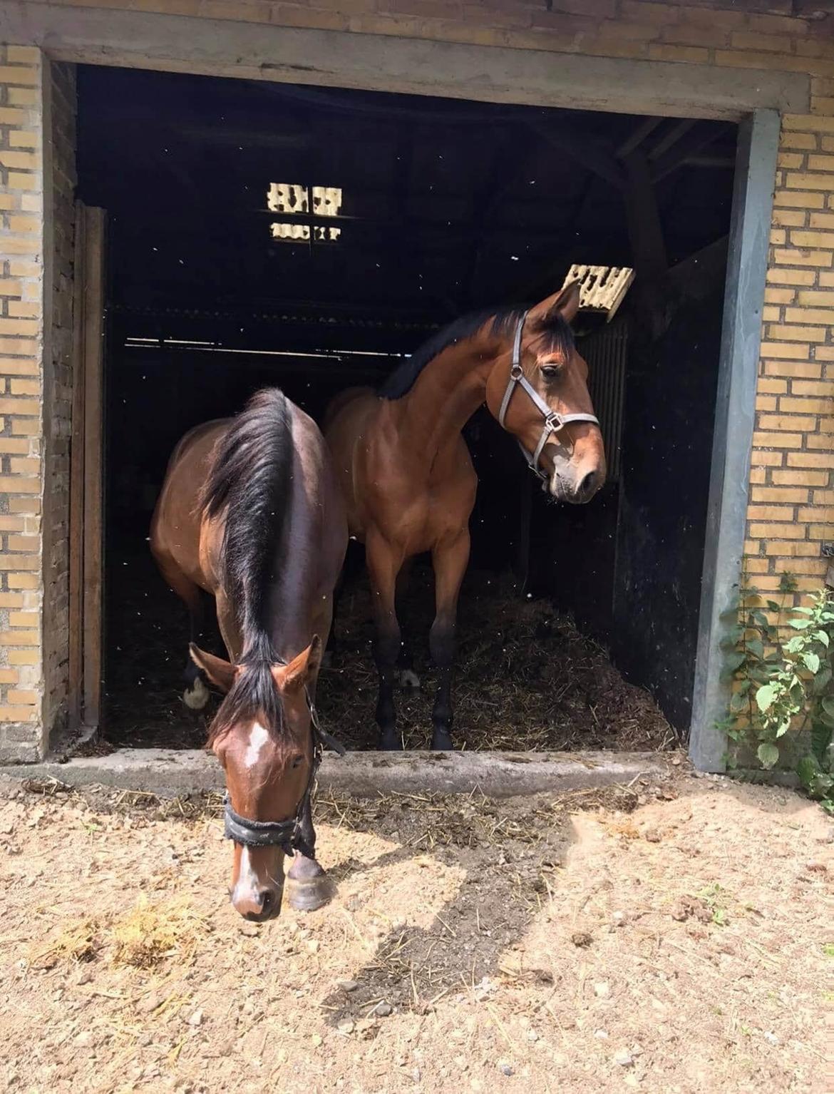 Dansk Varmblod Frømajgårds Hercules billede 4