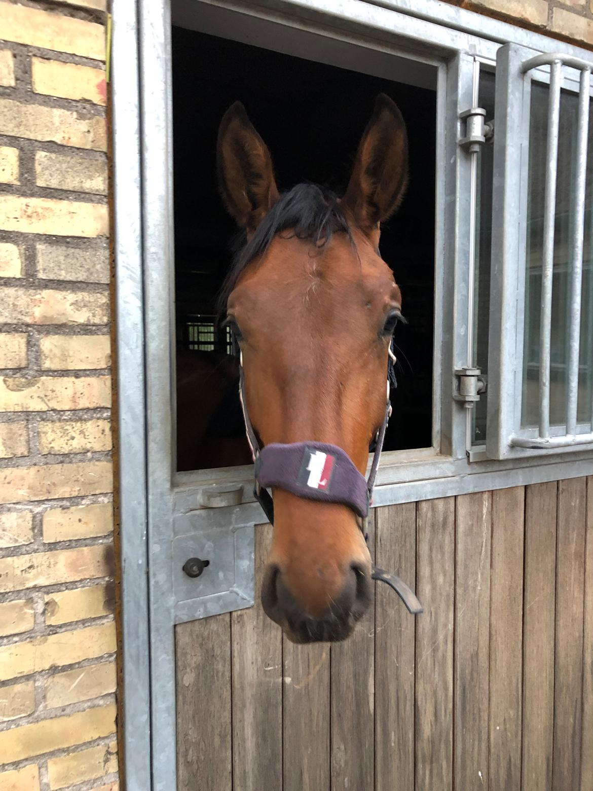Dansk Varmblod Frømajgårds Hercules billede 5