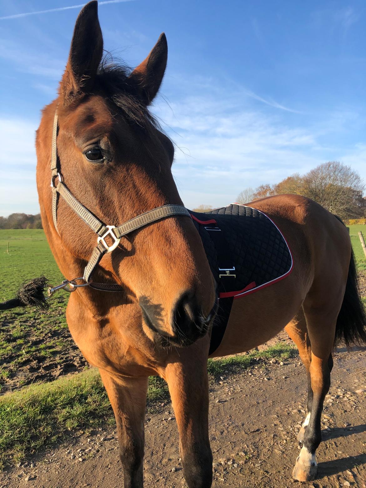 Dansk Varmblod Frømajgårds Hercules billede 3