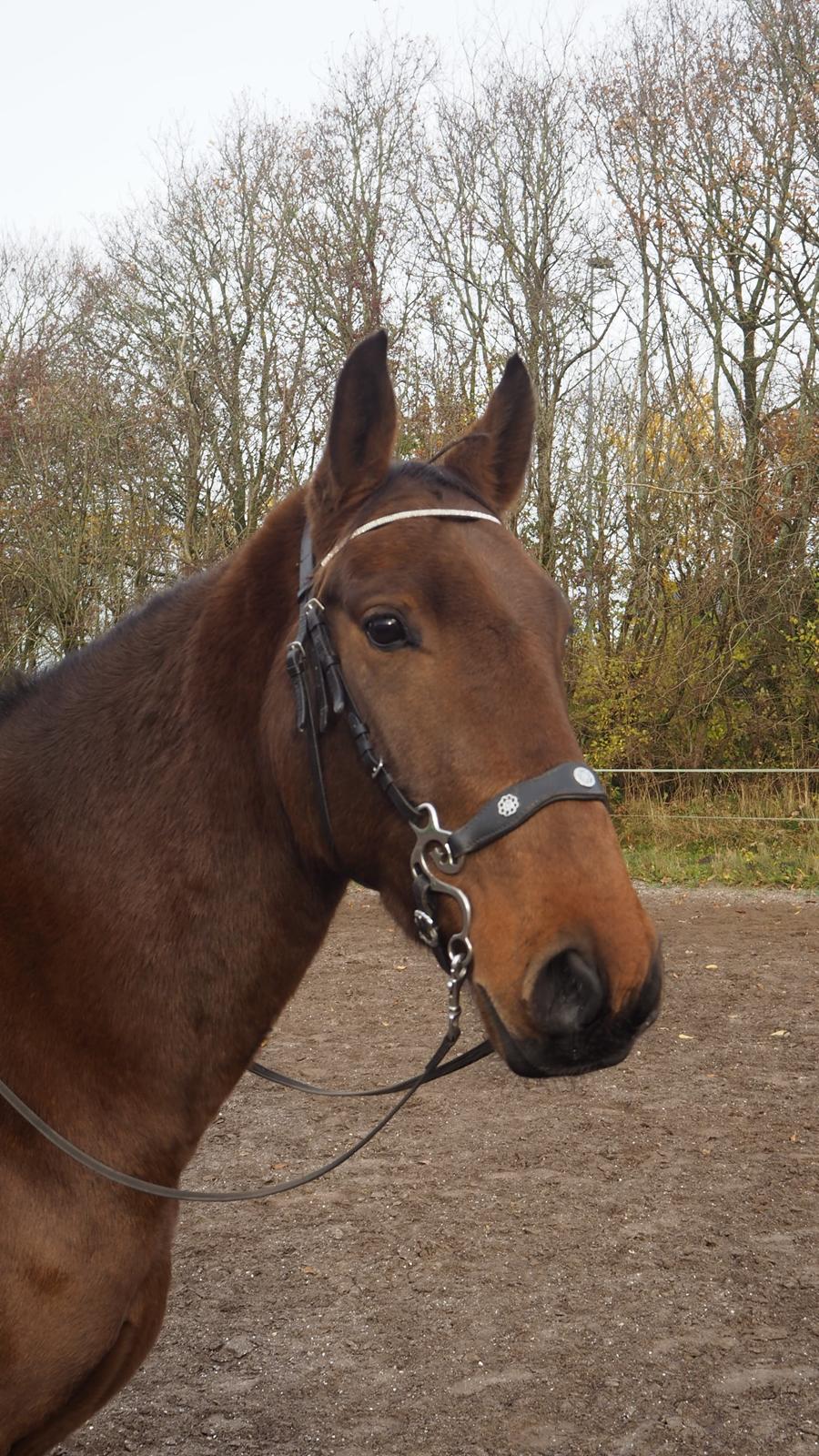 Anden særlig race Gniden (Tops) - Ham med hans flotte hackamore på billede 12