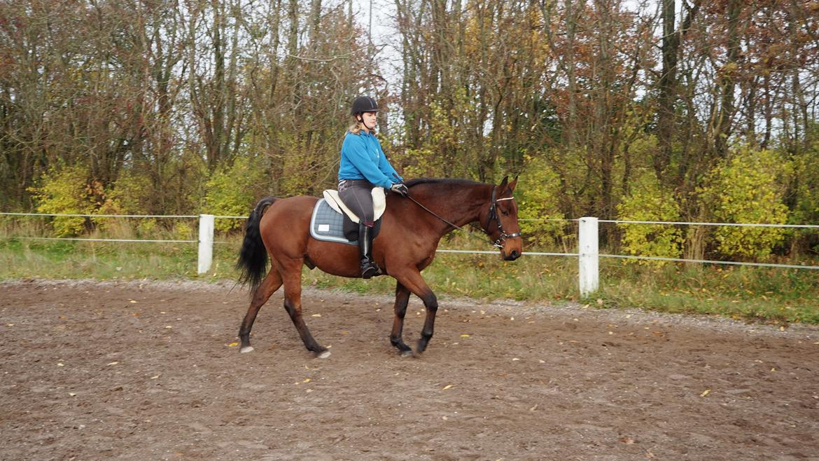 Anden særlig race Gniden (Tops) - 16-11 2020 billede 7