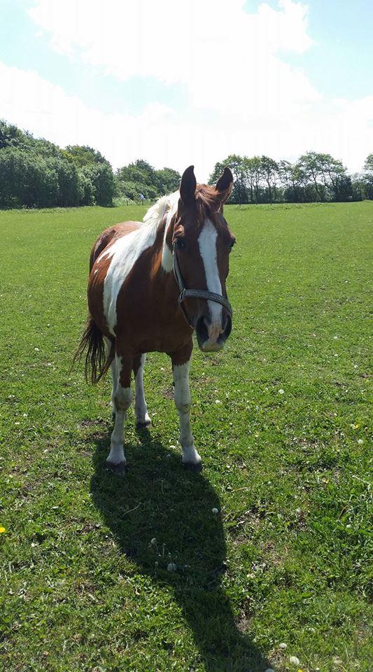 Pinto Caroline billede 11