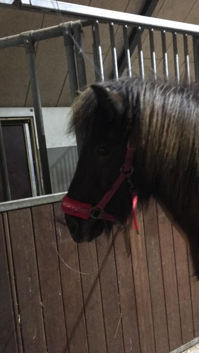 Islænder Drift frá Efsta-Seli billede 1