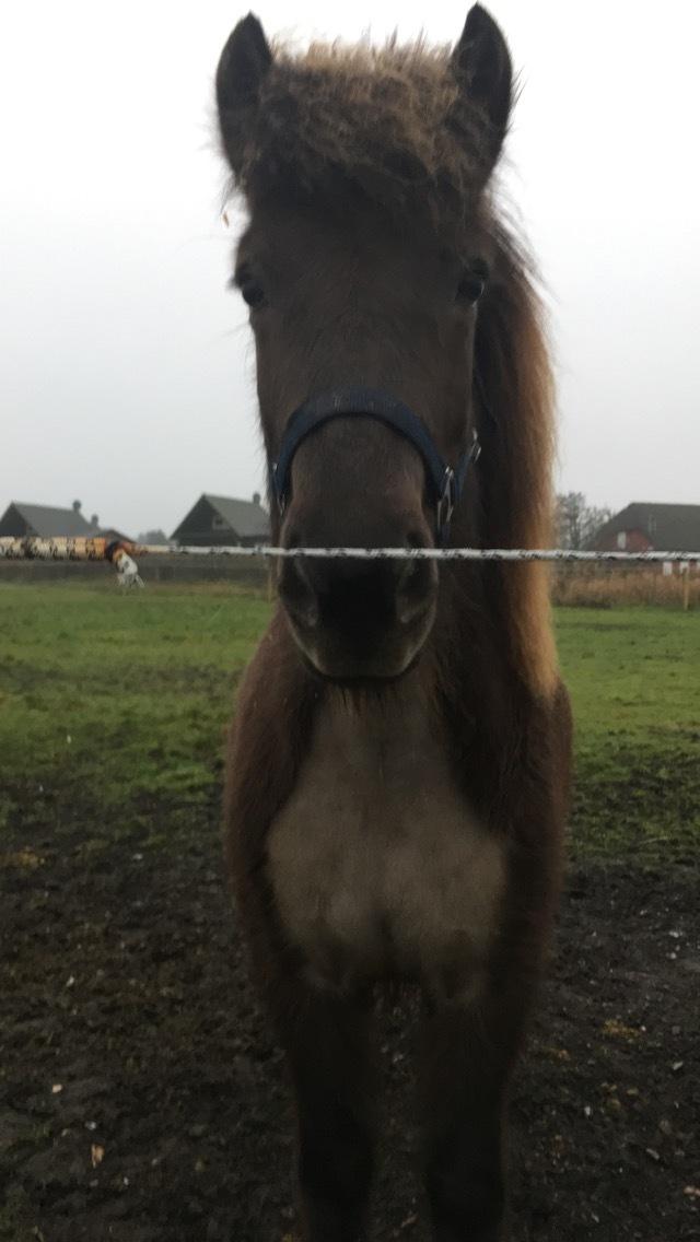 Islænder Drift frá Efsta-Seli billede 5