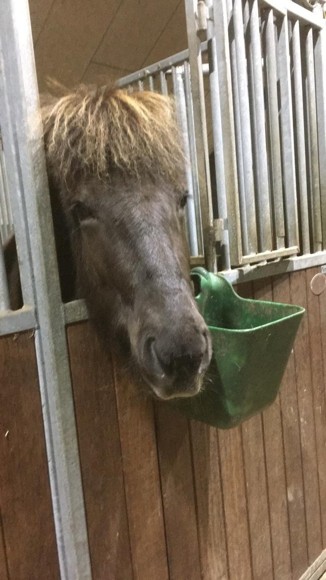 Islænder Drift frá Efsta-Seli billede 4