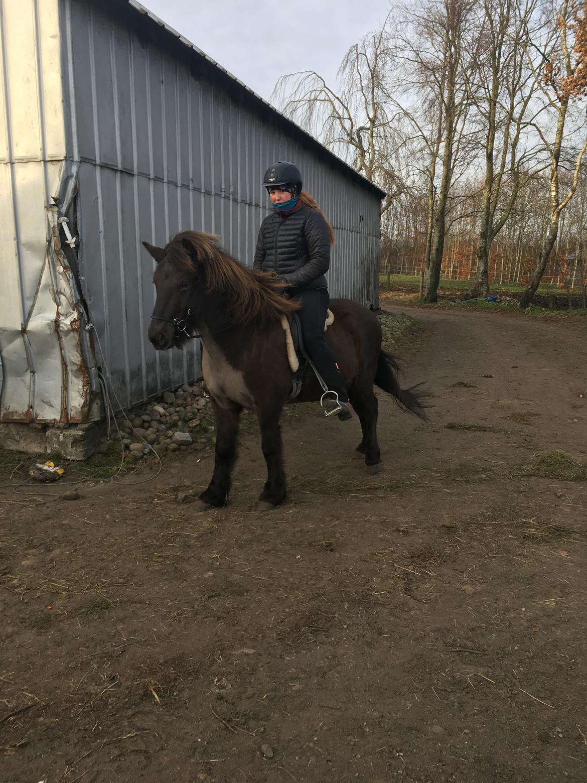 Islænder Drift frá Efsta-Seli billede 11