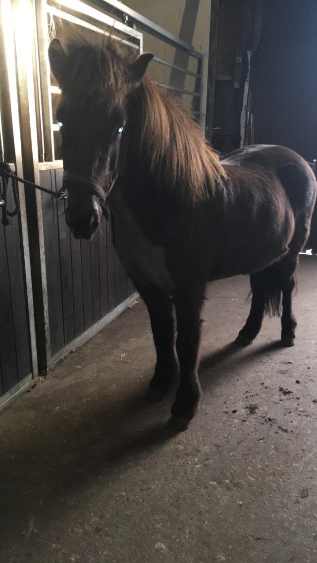 Islænder Drift frá Efsta-Seli billede 13