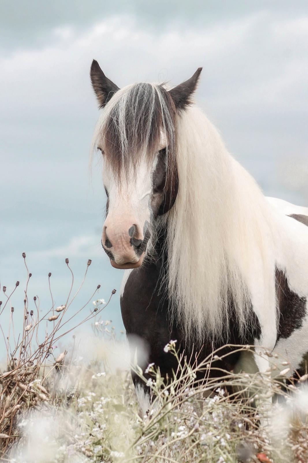 Irish Cob LL. Mølgaards McCoy billede 14