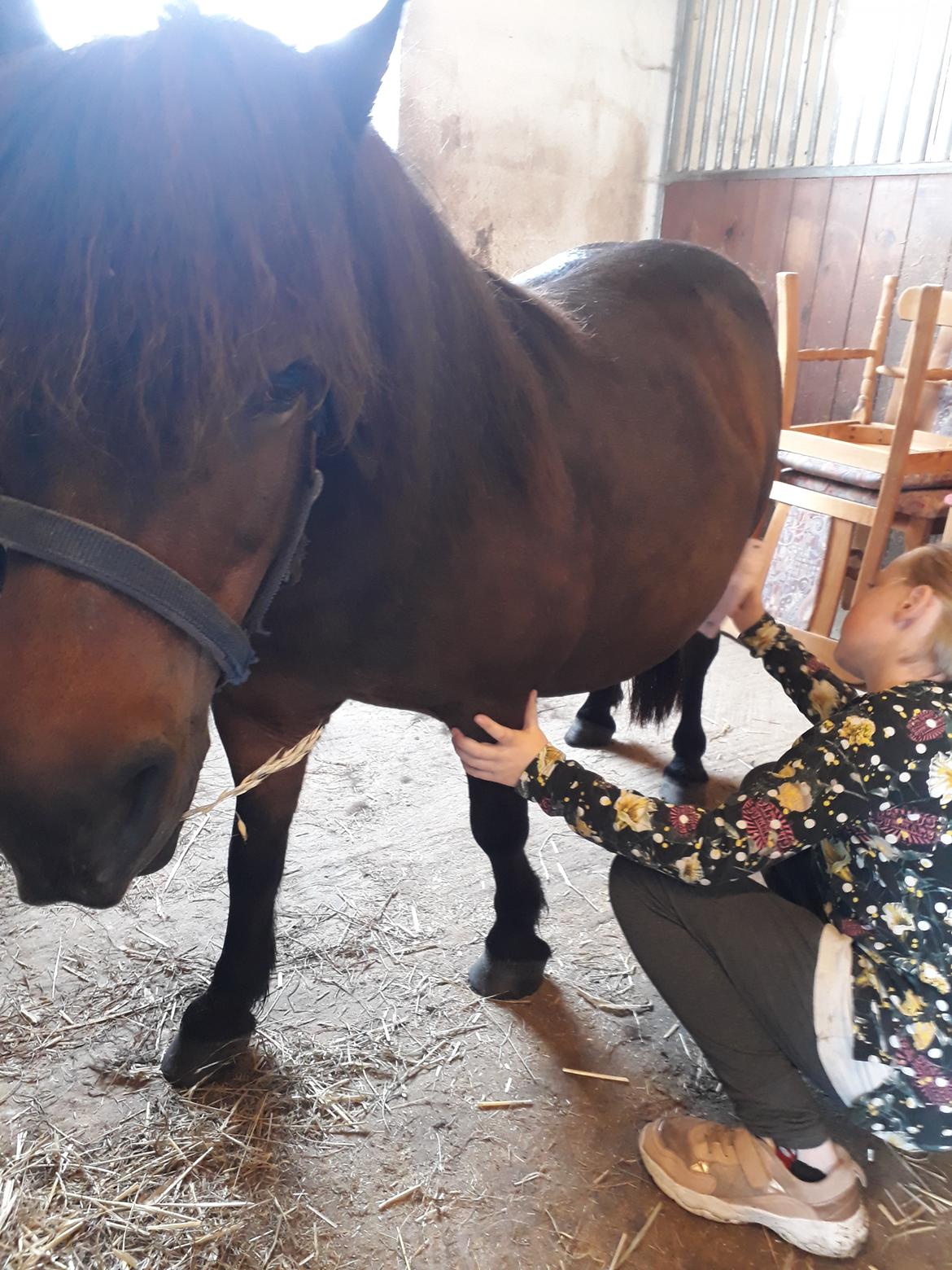 Shetlænder THORUPS BELLIS  billede 5