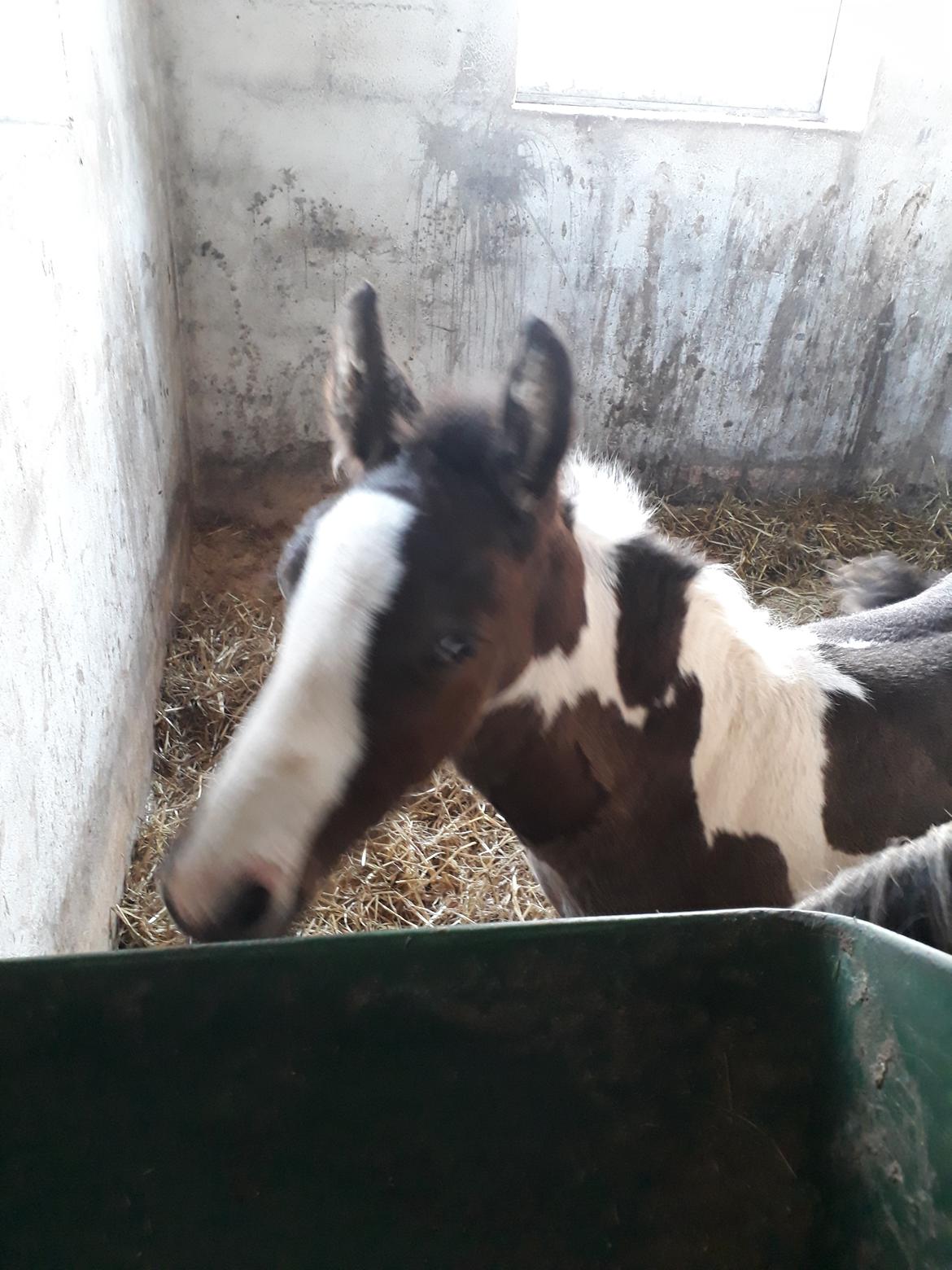 Irish Cob Crossbreed Ask billede 1