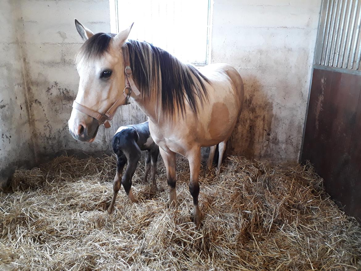 Irish Cob Crossbreed Ask billede 3