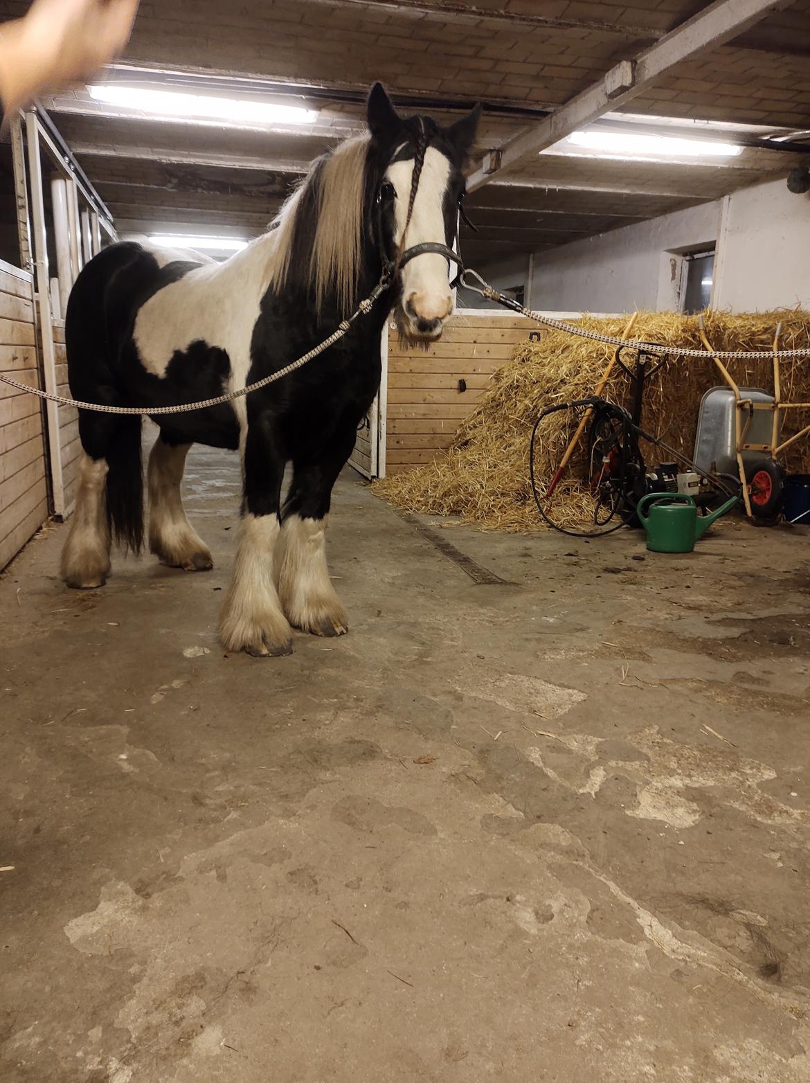 Tinker Bowie dust of battel billede 2