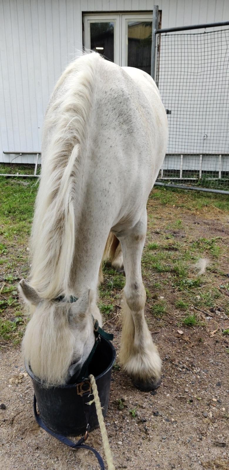 Fell pony Treasure Applejack  billede 5