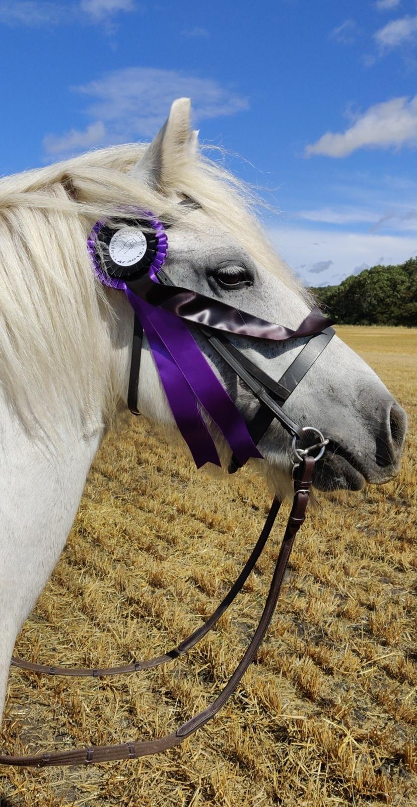 Fell pony Treasure Applejack  billede 10