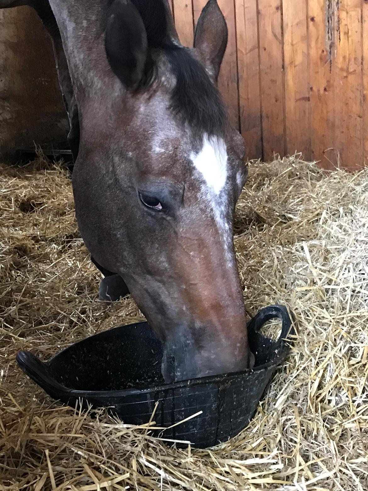 Knabstrupper Kildegårdens Sif - Himmelhest billede 12