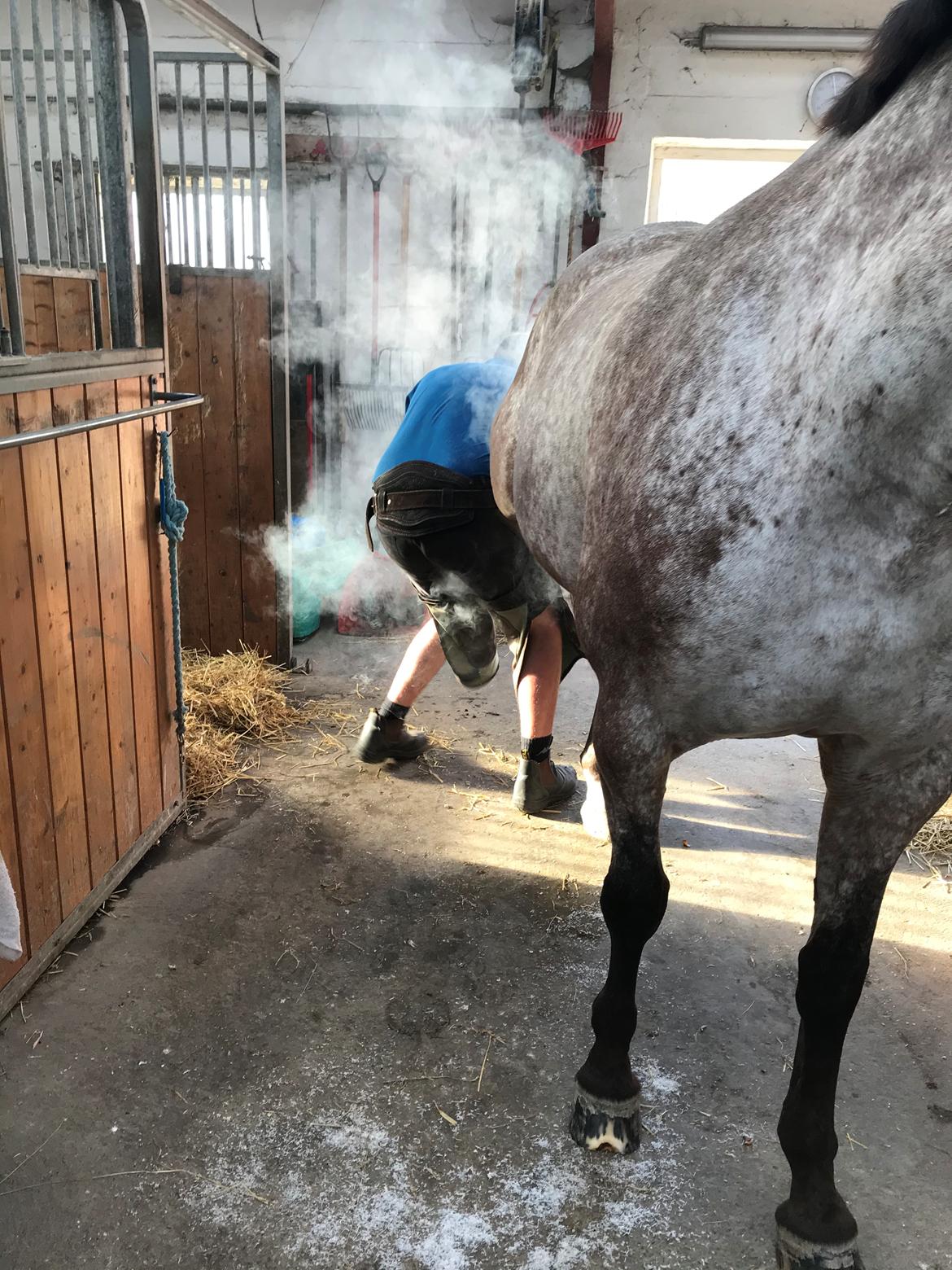 Knabstrupper Kildegårdens Sif - Himmelhest billede 13