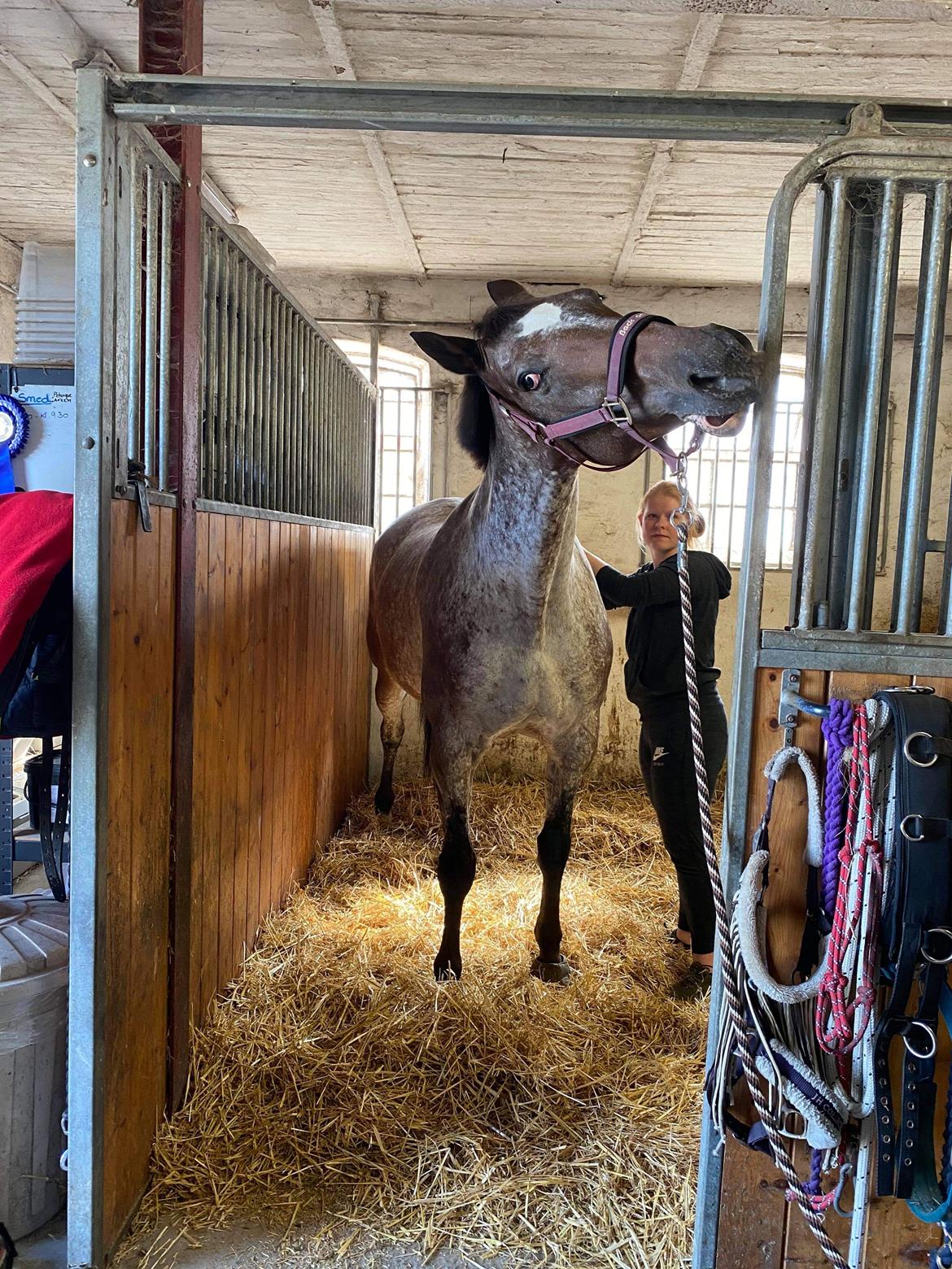 Knabstrupper Kildegårdens Sif - Himmelhest billede 14