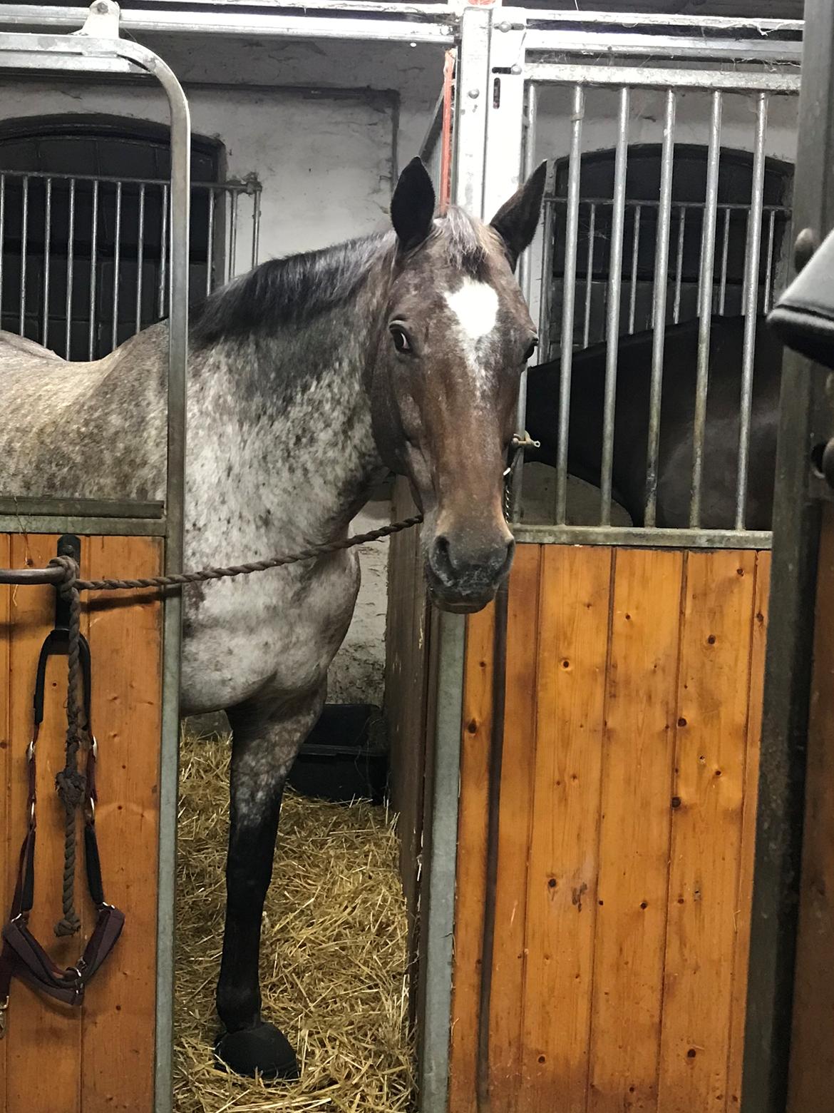 Knabstrupper Kildegårdens Sif - Himmelhest billede 17