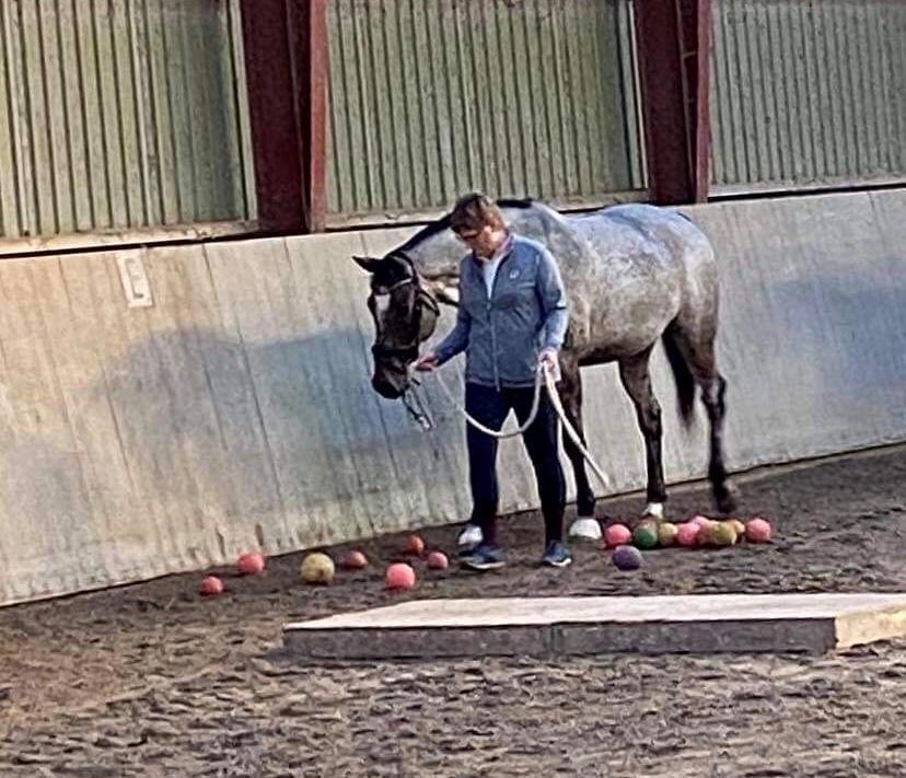 Knabstrupper Kildegårdens Sif - Himmelhest billede 18