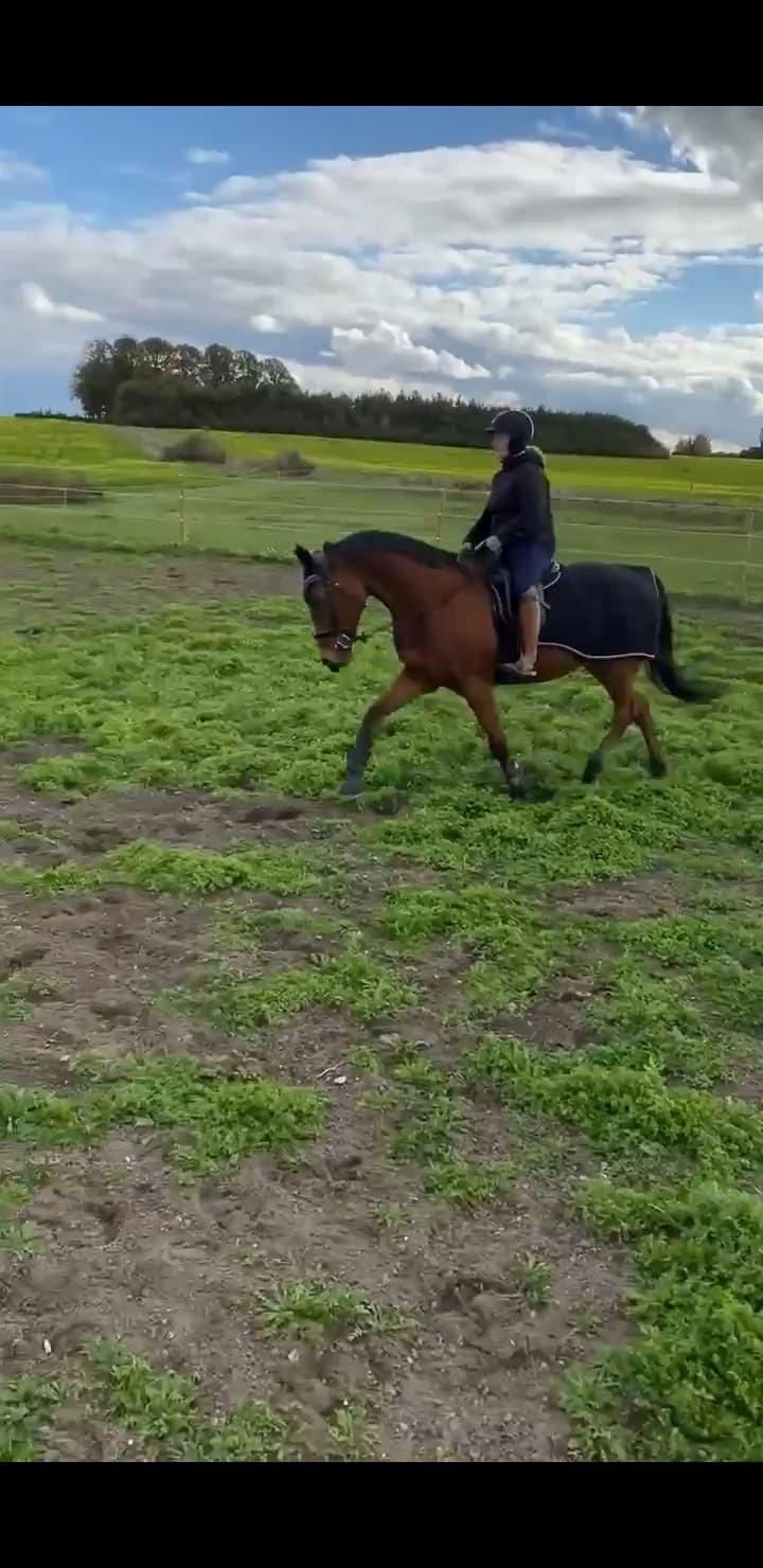 Traver Shiraz billede 1