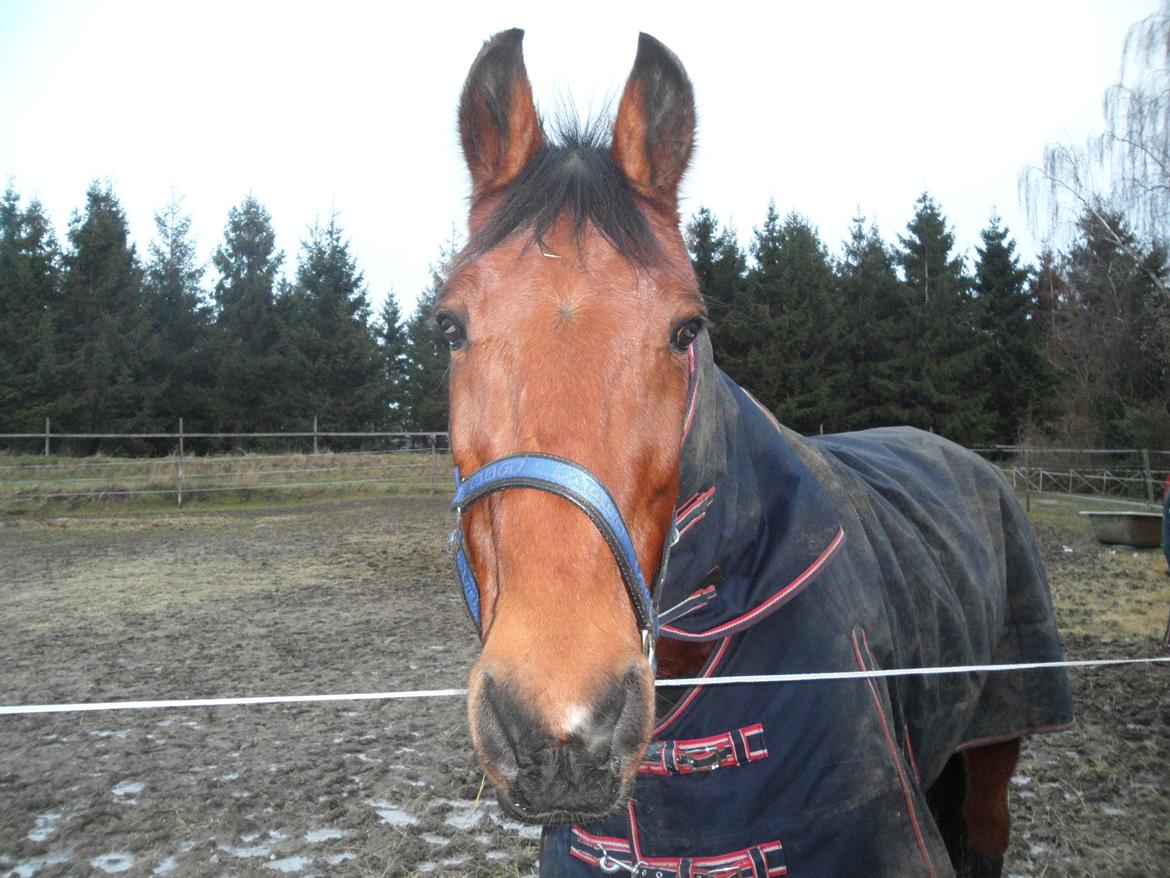 Traver Shiraz billede 10