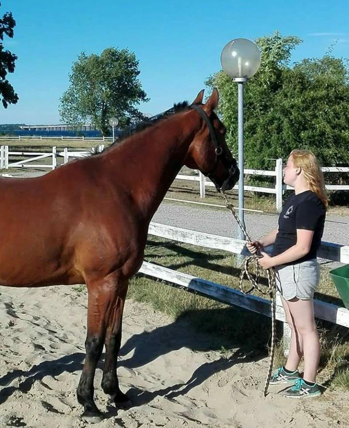 Traver Shiraz billede 2