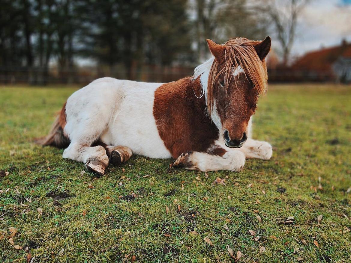 Islænder Aron fra Granhøjgaard billede 6